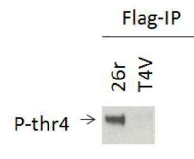Western Blot: RNA Polymerase II/POLR2A [p Thr4] AntibodyBSA Free [NBP1-49546]